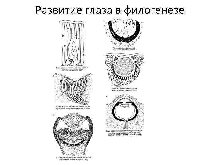 Развитие глаза в филогенезе 