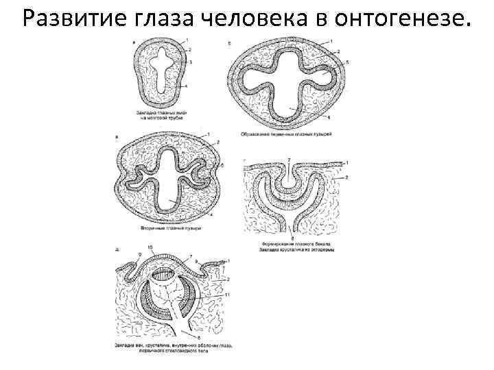 Развитие глаза человека в онтогенезе. 