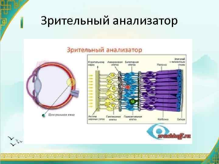 Зрительный анализатор 