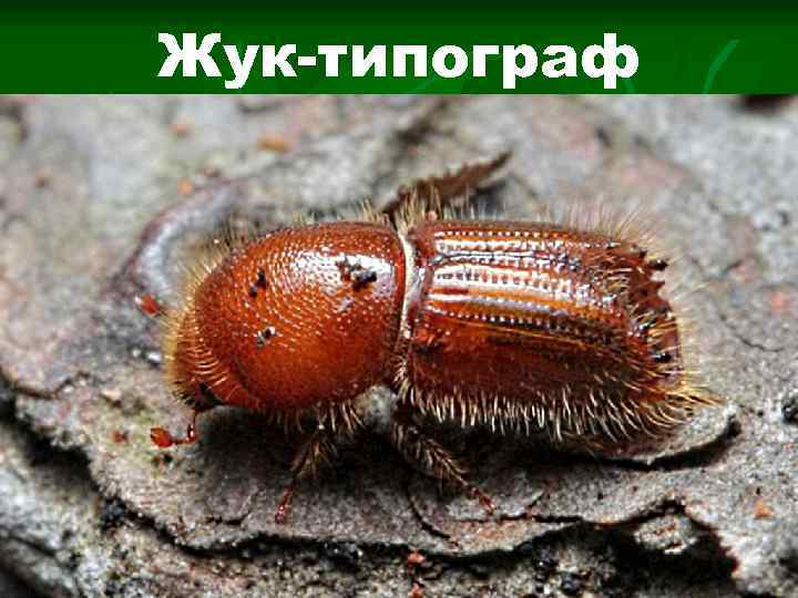 Жук-типограф 