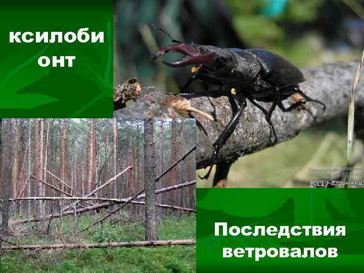 ксилоби онт Последствия ветровалов 