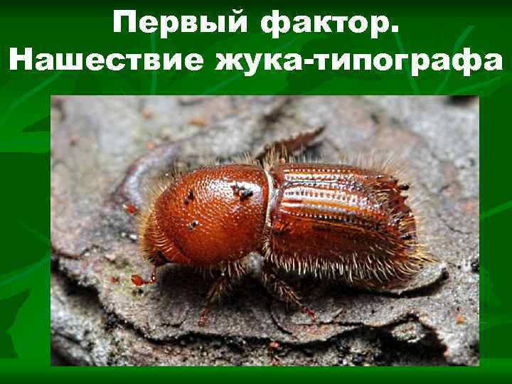 Первый фактор. Нашествие жука-типографа 