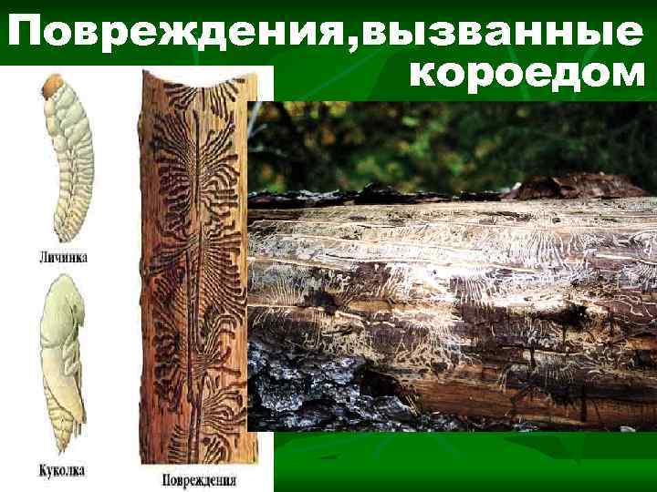 Повреждения, вызванные короедом 
