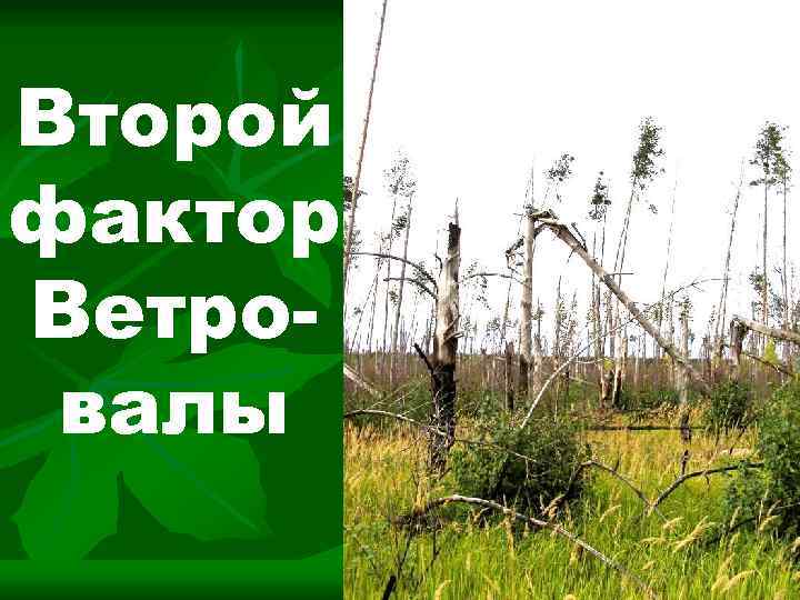 Второй фактор Ветровалы 