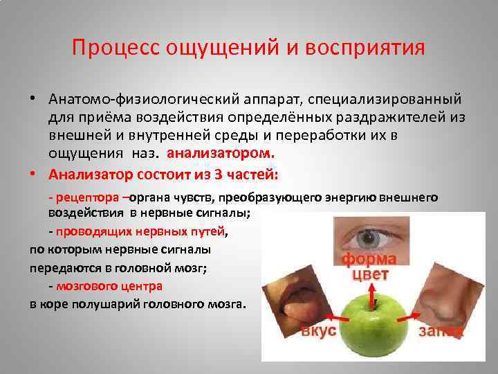 Процесс ощущений и восприятия • Анатомо-физиологический аппарат, специализированный для приёма воздействия определённых раздражителей из