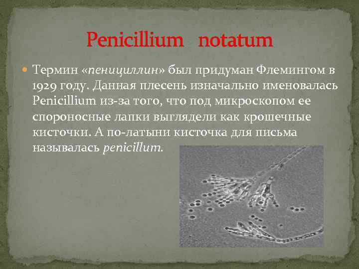 Penicillium notatum Термин «пенициллин» был придуман Флемингом в 1929 году. Данная плесень изначально именовалась