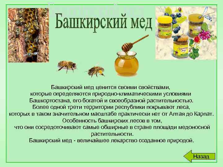 Башкирский мед ценится своими свойствами, которые определяются природно-климатическими условиями Башкортостана, его богатой и своеобразной