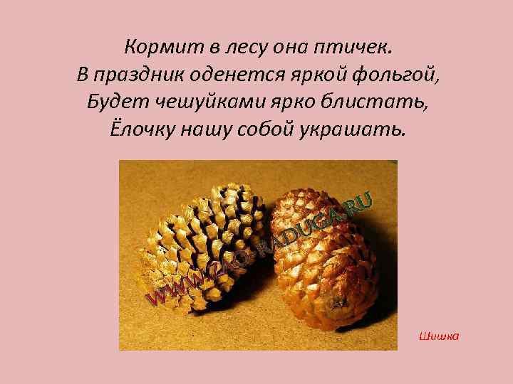 Кормит в лесу она птичек. В праздник оденется яркой фольгой, Будет чешуйками ярко блистать,