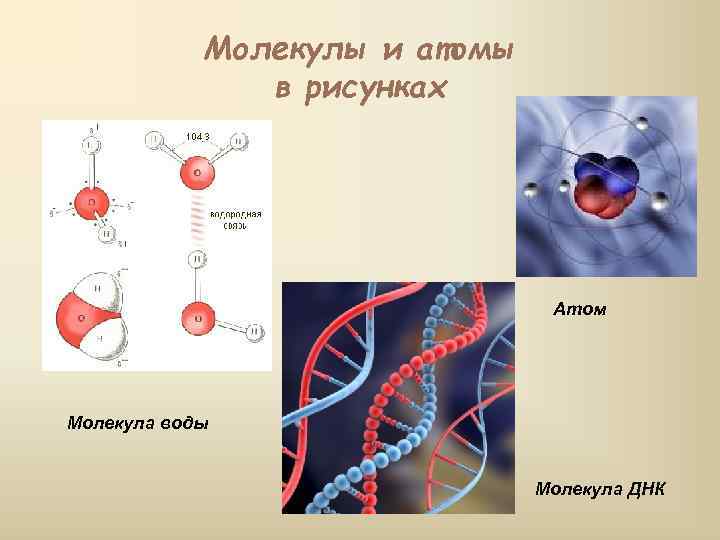 Молекулы и атомы в рисунках Атом Молекула воды Молекула ДНК 