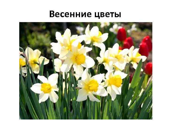 Весенние цветы 