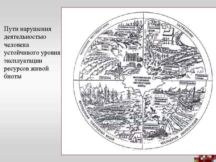 Пути нарушения деятельностью человека устойчивого уровня эксплуатации ресурсов живой биоты 