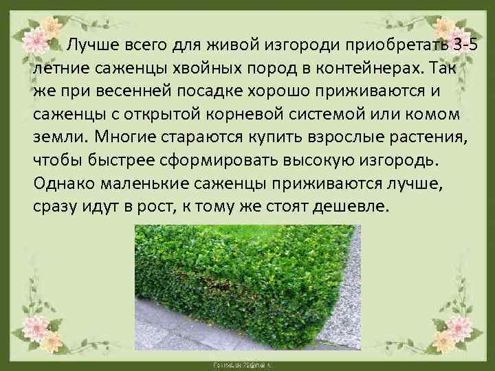  Лучше всего для живой изгороди приобретать 3 -5 летние саженцы хвойных пород в