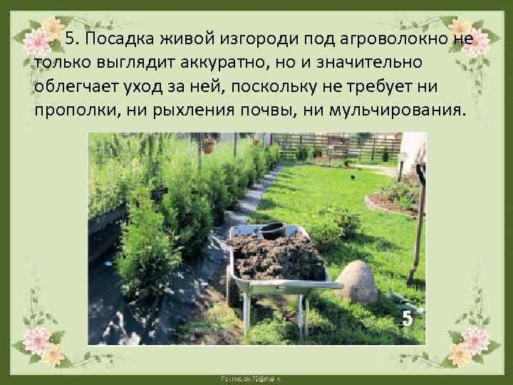  5. Посадка живой изгороди под агроволокно не только выглядит аккуратно, но и значительно