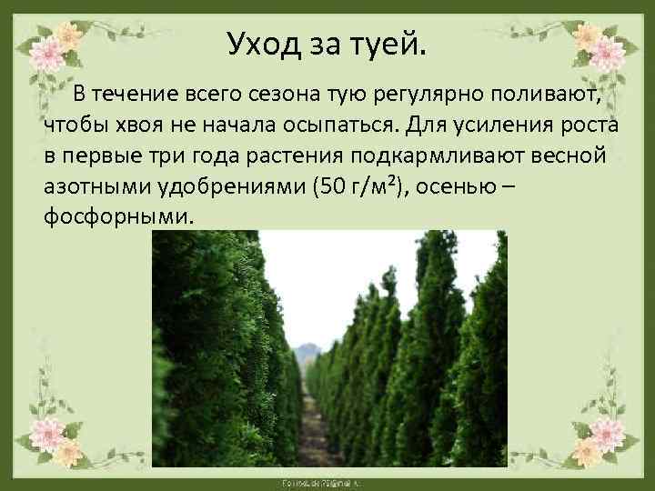 Уход за туей. В течение всего сезона тую регулярно поливают, чтобы хвоя не начала