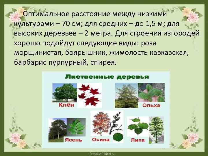  Оптимальное расстояние между низкими культурами – 70 см; для средних – до 1,