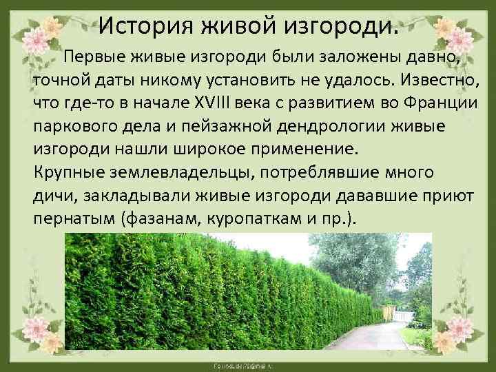 История живой изгороди. Первые живые изгороди были заложены давно, точной даты никому установить не