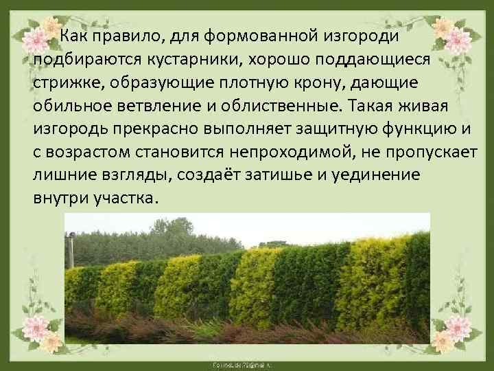  Как правило, для формованной изгороди подбираются кустарники, хорошо поддающиеся стрижке, образующие плотную крону,