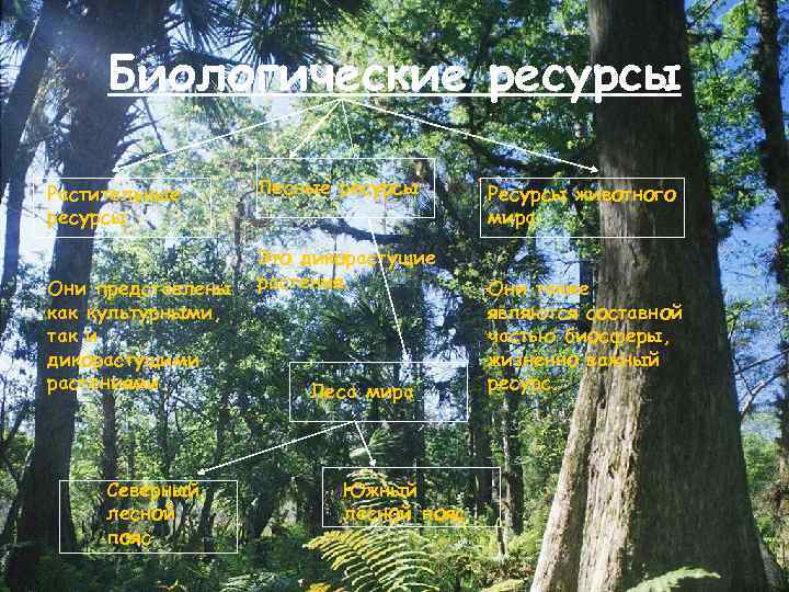 Биологические ресурсы Растительные ресурсы Они представлены как культурными, так и дикорастущими растениями. Северный лесной