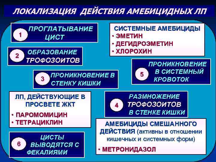 ЛОКАЛИЗАЦИЯ ДЕЙСТВИЯ АМЕБИЦИДНЫХ ЛП ПРОГЛАТЫВАНИЕ 1 ЦИСТ 2 ОБРАЗОВАНИЕ СИСТЕМНЫЕ АМЕБИЦИДЫ • ЭМЕТИН •