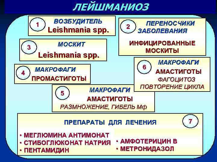 ЛЕЙШМАНИОЗ 1 3 4 ВОЗБУДИТЕЛЬ Leishmania spp. МОСКИТ Leishmania spp. МАКРОФАГИ ПРОМАСТИГОТЫ 2 ПЕРЕНОСЧИКИ