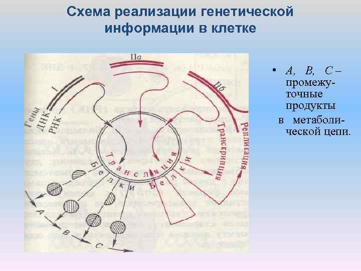 Схема реализации генетической информации в клетке • А, В, С – промежуточные продукты в