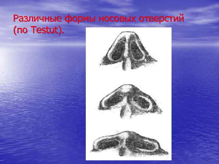 Различные формы носовых отверстий (по Testut). 