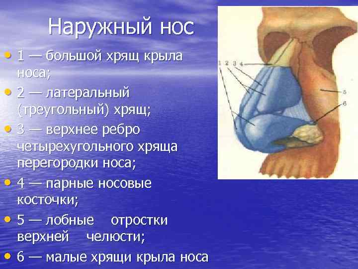 Наружный нос