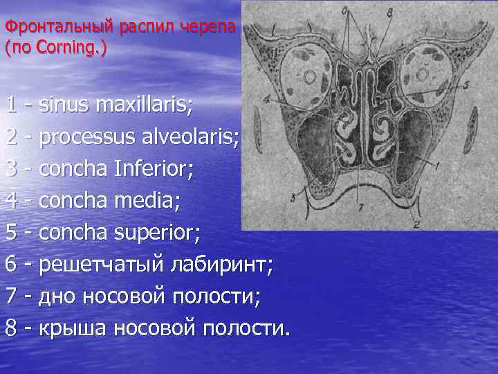 Фронтальный распил черепа (по Corning. ) 1 - sinus maxillaris; 2 - processus alveolaris;