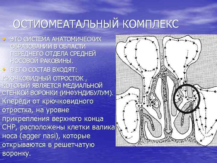 ОСТИОМЕАТАЛЬНЫЙ КОМПЛЕКС • ЭТО СИСТЕМА АНАТОМИЧЕСКИХ ОБРАЗОВАНИЙ В ОБЛАСТИ ПЕРЕДНЕГО ОТДЕЛА СРЕДНЕЙ НОСОВОЙ РАКОВИНЫ.