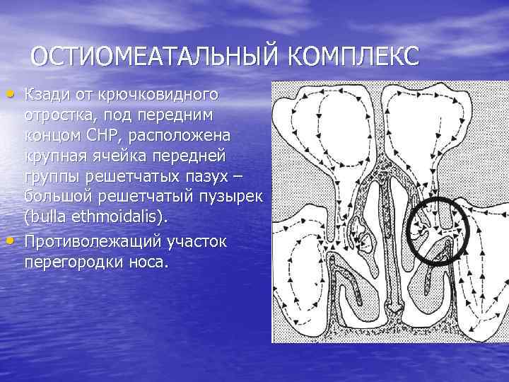 ОСТИОМЕАТАЛЬНЫЙ КОМПЛЕКС • Кзади от крючковидного • отростка, под передним концом СНР, расположена крупная