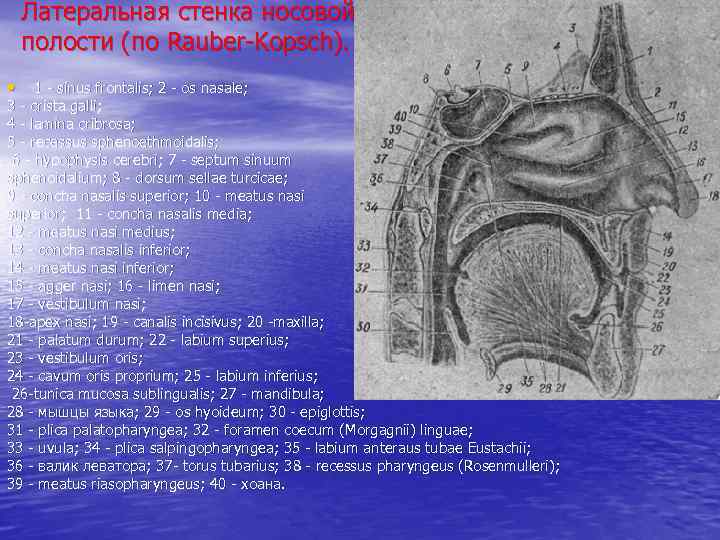 Хоаны. Латеральная стенка носовой полости. Lamina cribrosa носовой полости.