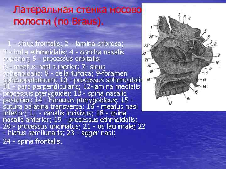 Латеральная стенка носовой полости (по Braus). 1 - sinus frontalis; 2 - lamina cribrosa;