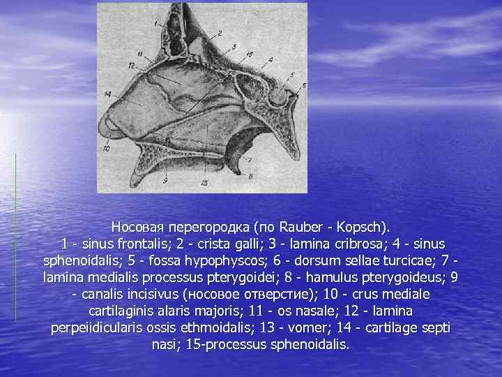 Носовая перегородка (по Rauber - Kopsch). 1 - sinus frontalis; 2 - crista galli;