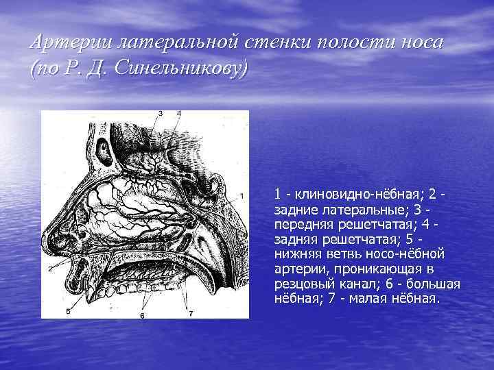 Артерии латеральной стенки полости носа (по Р. Д. Синельникову) 1 - клиновидно-нёбная; 2 задние