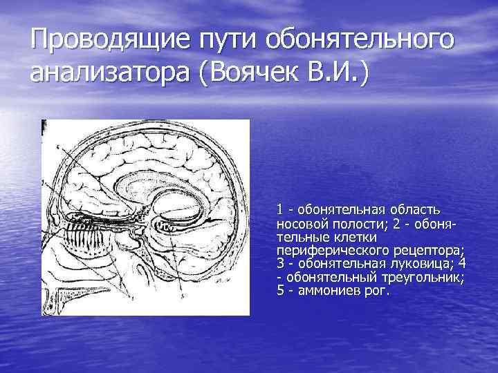 Проводящие пути обонятельного анализатора (Воячек В. И. ) 1 - обонятельная область носовой полости;