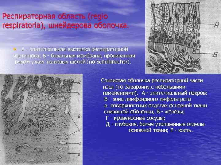 Респираторная область (regio respiratoria), шнейдерова оболочка. • А - эпителиальная выстилка респираторной части носа;