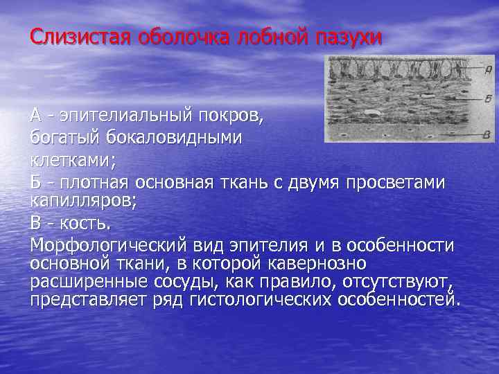 Слизистая оболочка лобной пазухи А - эпителиальный покров, богатый бокаловидными клетками; Б - плотная