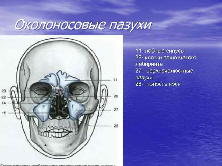 Околоносовые пазухи. Околоносовые пазухи черепа. Околоносовые придаточные пазухи. Околоносовые пазухи лобные верхнечелюстные. Перечислите околоносовые пазухи черепа.