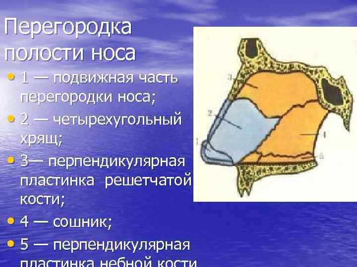 Перегородка полости носа • 1 — подвижная часть перегородки носа; • 2 — четырехугольный