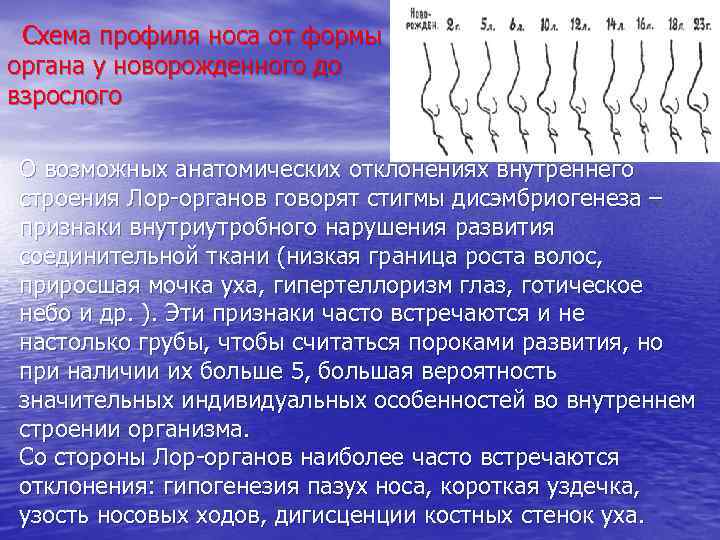 Схема профиля носа от формы органа у новорожденного до взрослого О возможных анатомических отклонениях