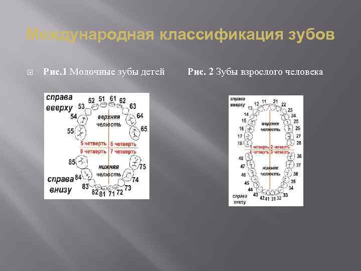 Международная классификация зубов Рис. 1 Молочные зубы детей Рис. 2 Зубы взрослого человека 