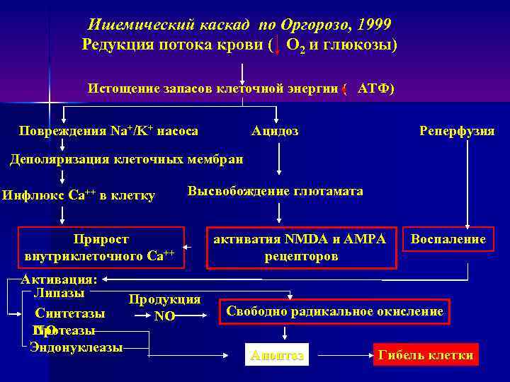 Ишемический каскад по Оргорозо, 1999 Редукция потока крови ( O 2 и глюкозы) Истощение