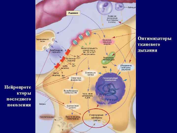 Оптимизаторы тканевого дыхания Нейропроте кторы последнего поколения 