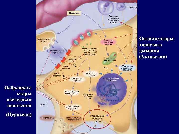 Оптимизаторы тканевого дыхания (Актовегин) Нейропроте кторы последнего поколения (Цераксон) 