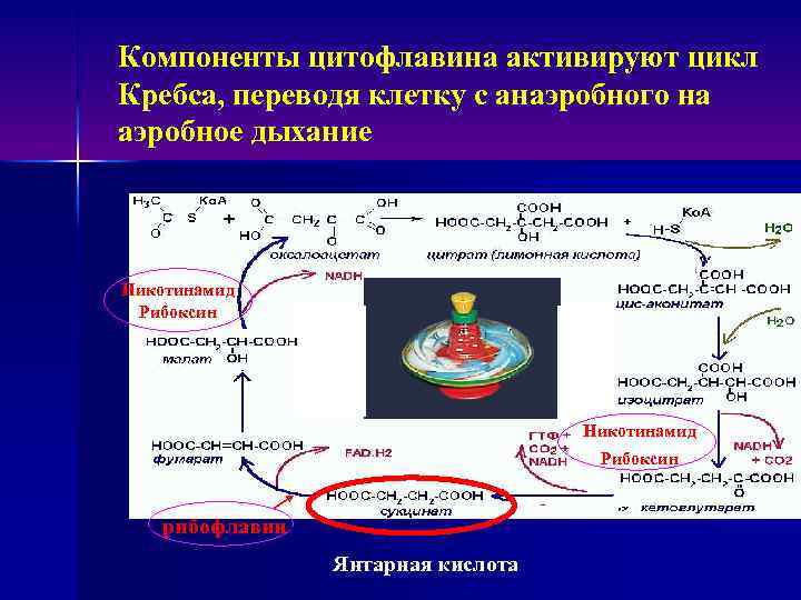 Компоненты цитофлавина активируют цикл Кребса, переводя клетку с анаэробного на аэробное дыхание Никотинамид Рибоксин