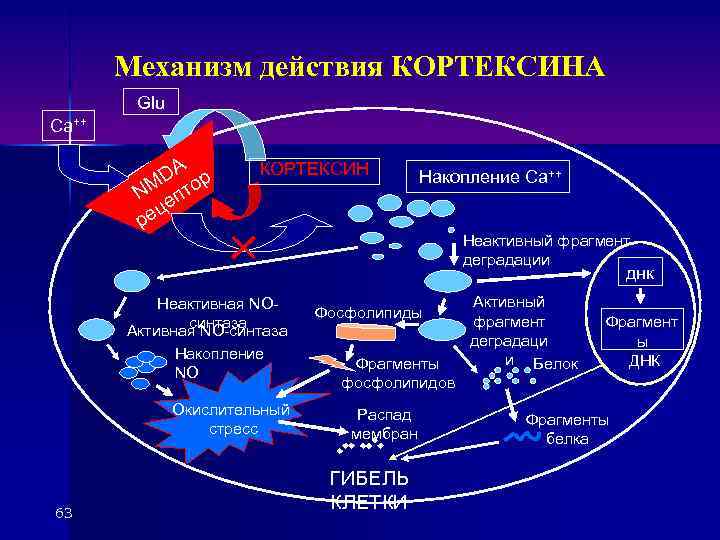 Механизм действия КОРТЕКСИНА Са++ Glu DA ор NM епт ец р КОРТЕКСИН Накопление Са++