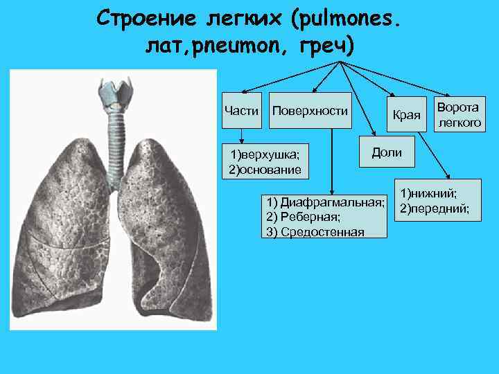 Строение легких фото