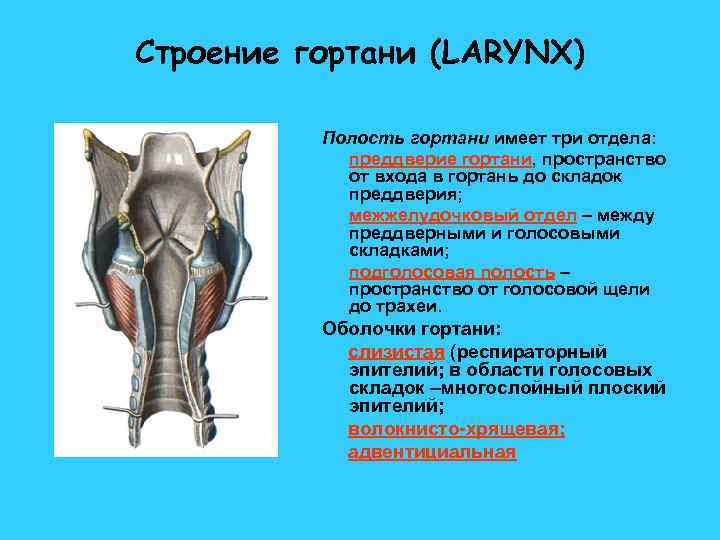 Грушевидный синус гортани анатомия фото