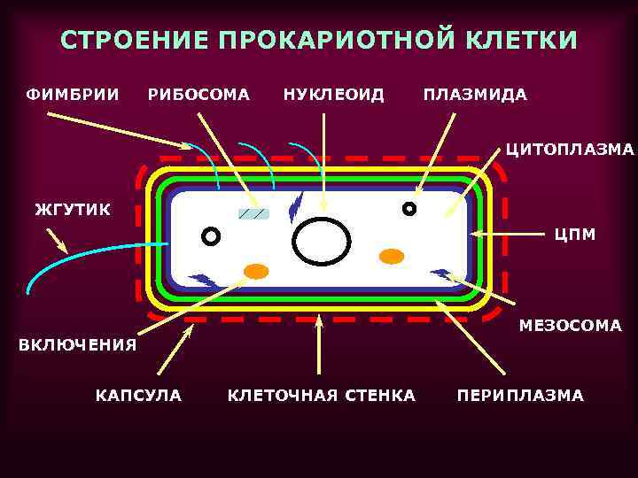 СТРОЕНИЕ ПРОКАРИОТНОЙ КЛЕТКИ ФИМБРИИ РИБОСОМА НУКЛЕОИД ПЛАЗМИДА ЦИТОПЛАЗМА ЖГУТИК ЦПМ МЕЗОСОМА ВКЛЮЧЕНИЯ КАПСУЛА КЛЕТОЧНАЯ