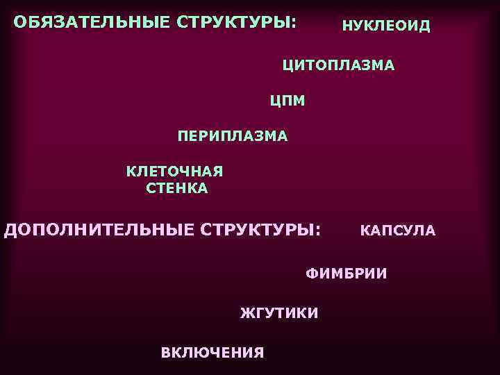 ОБЯЗАТЕЛЬНЫЕ СТРУКТУРЫ: НУКЛЕОИД ЦИТОПЛАЗМА ЦПМ ПЕРИПЛАЗМА КЛЕТОЧНАЯ СТЕНКА ДОПОЛНИТЕЛЬНЫЕ СТРУКТУРЫ: КАПСУЛА ФИМБРИИ ЖГУТИКИ ВКЛЮЧЕНИЯ